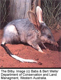 A photograph of the Bilby