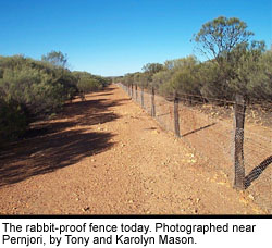 The rabbit-proof fence today. Photographed near Pernjori, by Tony and Karolyn Mason.