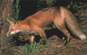Photograph of a Red Fox