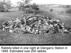 Rabbits killed in one night at Glengarry Station in 1949. Estimated over 200 rabbits.