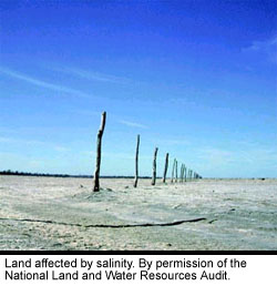 Photograph of land affected by salinity.