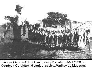Trapper George Silcock with a night's catch. (Mid 1930s) Courtesy Geraldton Historical Society / Walkaway Museum