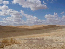Photograph of wheat fields.